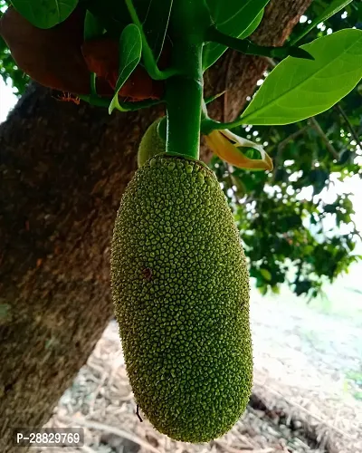 Baishnab  JackfruitKathal Live Plant CF0113112211