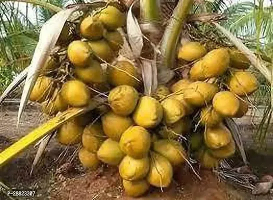 Baishnab  Malayan Dwarf Coconut plant CFO186 Coc-thumb0