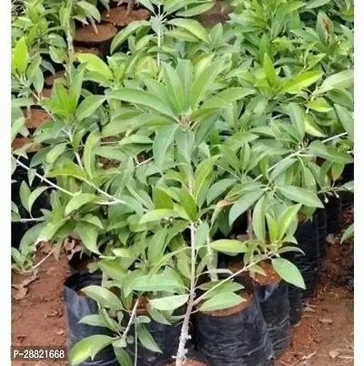 Baishnab  Thai chiku plants Chiku Plant-thumb0