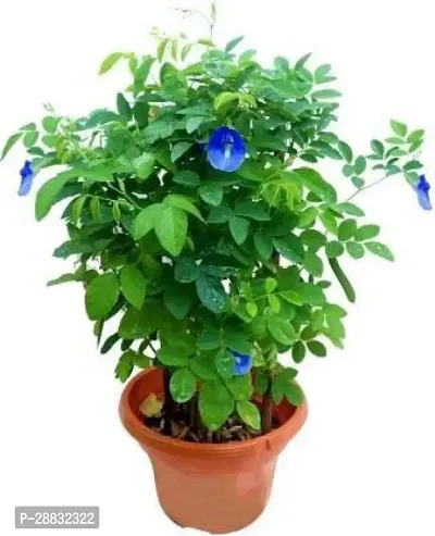 Baishnab  Aprajita  flower plant Aparajita Butter-thumb0