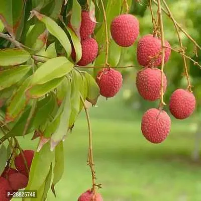 Baishnab  Litchi Plant Live Plant CF3085 Litchi P-thumb0