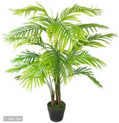 Baishnab  plantazee1 Areca Plam-thumb0