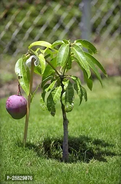 Baishnab  Grafted purple mango live plant Mango Pl-thumb0