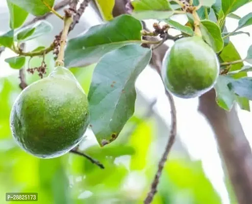 Baishnab  Avocado Plants Live PlantCF381 Avocado-thumb0