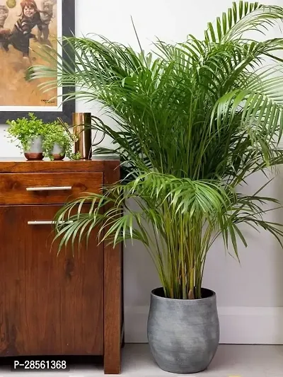 Baishnab Areca Palm Ukaanda-thumb0