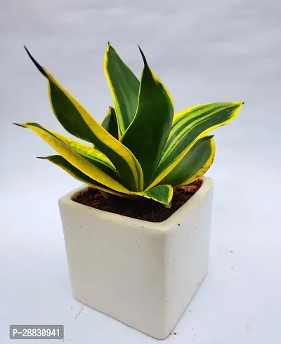 Baishnab  Plant with pot 235 Snake Plant-thumb0