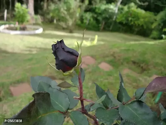 Baishnab  Unique Black Rose Plant CF8005811 Rose