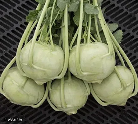 Baishnab Olkopi Seed  100 ps Vegetable Seeds Nool Khol Seeds   Kohlrabi 100 Seed100PIECE