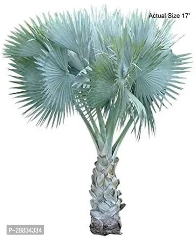 Baishnab China palm mcBismarckia Nobilis Madagascar plant it is a plant not a seed1PIECE-thumb0