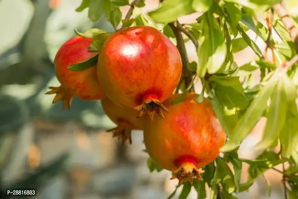 Baishnab  Pomegranate plant 06 Pomegranate Plant-thumb0