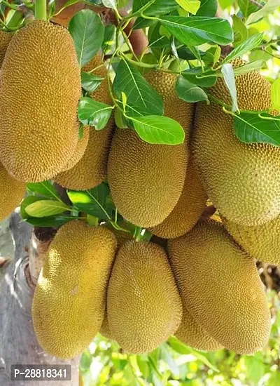 Baishnab  Live hybrid jackfruit plantLPjack5 Jac