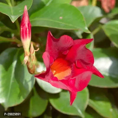 Baishnab  Mandevilla Red Flower Plant Mandevilla Pl-thumb0