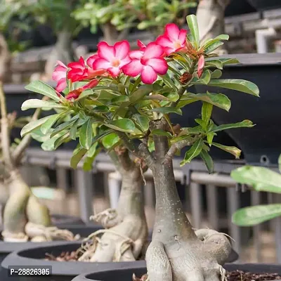 Baishnab  natural adenium plant Adenium Plant-thumb0