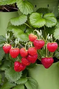 Baishnab Strawberry Plant Strawberry-thumb1