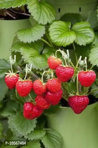 Baishnab Strawberry Plant Strawberry-thumb2