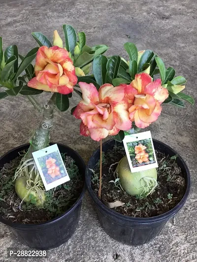 Baishnab  Air Layered Adenium Desert Roses Orange