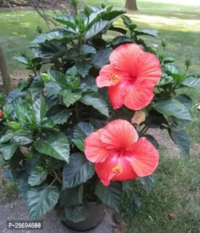 Baishnab Hibiscus Plant RSP_391-thumb0