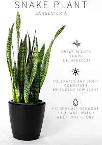 Baishnab Snake Plant Air Purifier Snake Plant Pot Included Live Plant-thumb1