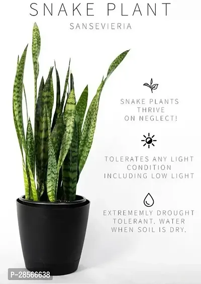 Baishnab Snake Plant Air Purifier Snake Plant Pot Included Live Plant-thumb2