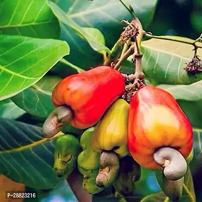 Baishnab  Kaju Badam plant1 CFO311 Cashew Apple-thumb0