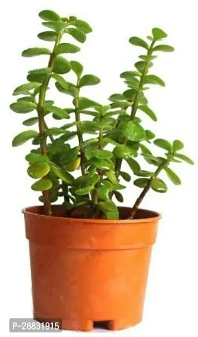 Baishnab  WoodGibbsGiftsWB1243 Jade Plant-thumb0