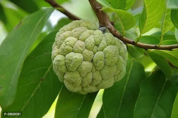 Baishnab  Custard Apple Live Plant Disha309006113-thumb0