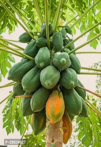 Baishnab Papaya seed hh 150psPW10 PAPAYA HYBRID SEED150PIECE-thumb0