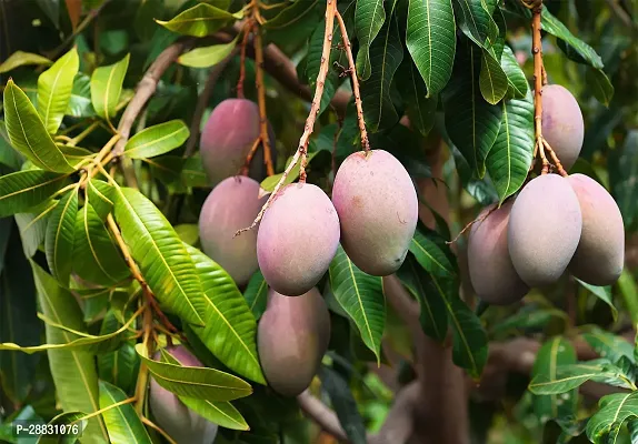 Baishnab  Mango plant 61 Mango Plant-thumb0