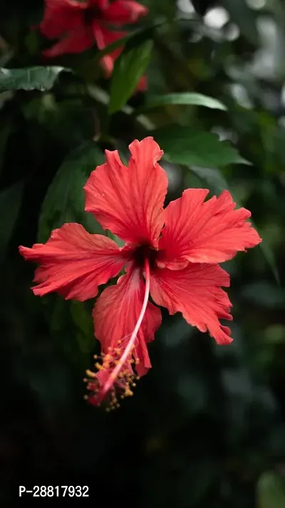 Baishnab  Hibiscus plant 34 Hibiscus Plant