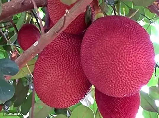 Baishnab  Red Jackfruit Plant 01 Jackfruit Plant