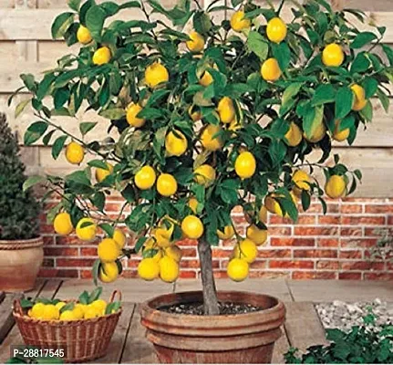 Baishnab  Lemon plant Rare fruit plant Lemon Plant-thumb0