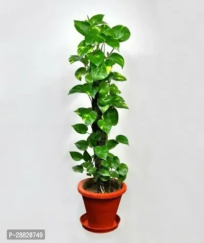 Baishnab  ma11 Money Plant-thumb0