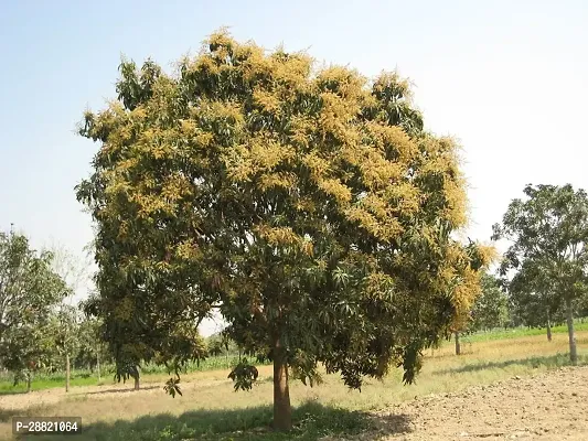 Baishnab  MANGO PLANT 07 Mango Plant