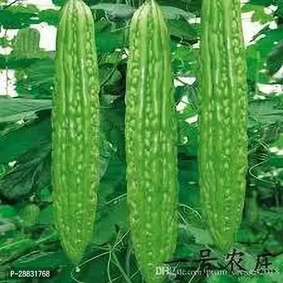 Baishnab Bitter gourd 16PSKarela   Bitter Gourd Hybrid Vegetable Seeds  KB114816PIECE