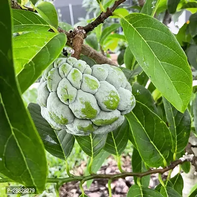 Baishnab  Custard Apple Live Plant Disha309021111-thumb0