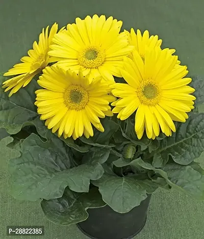 Baishnab  Yellow Gerbera PlantCFA131 Gerbera Pla-thumb0