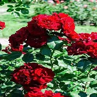 Baishnab Rose Plant Red Kashmiri Rose Plants-thumb1