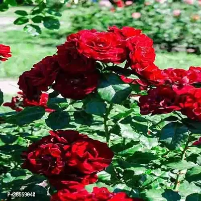 Baishnab Rose Plant Red Kashmiri Rose Plants-thumb2