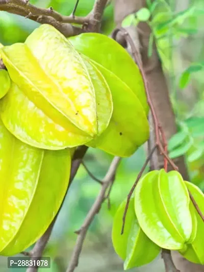 Baishnab  Sweet Star Fruit Plant04 Star Fruit Car