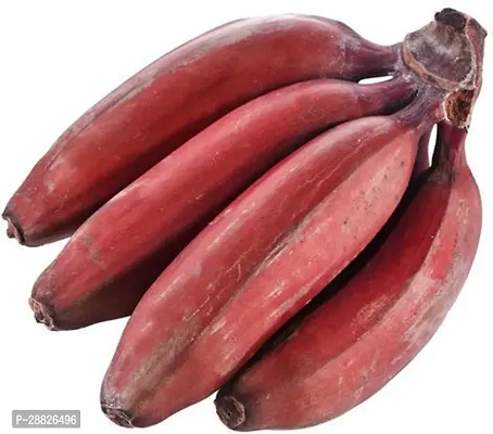 Baishnab  RED BANANA PLANT 18 Banana Plant