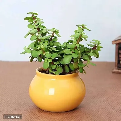 Baishnab  Jade Live Plant Good Luck Plant CF164 J