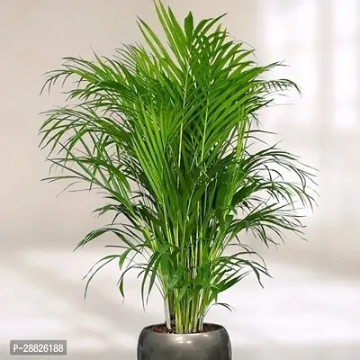 Baishnab  PLAM ARICA Areca Palm-thumb0