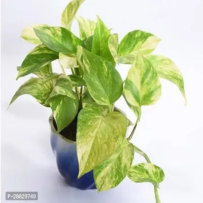 Baishnab  Money Plant CF00159 Money Plant