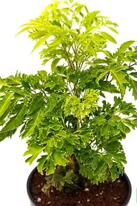 Baishnab Aralia Plant Plants 236-thumb2