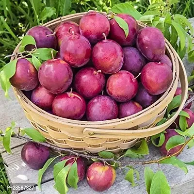 Baishnab Aloo BukharaPlum Plant ALOO BUKHARAPLUM LIVE PLANT