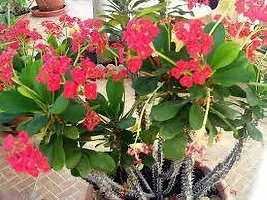 Baishnab Euphorbia Francoisii Plant EUPHORBIA PLANT EE66-thumb1