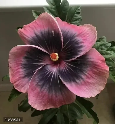 Baishnab  Hybrid Hibiscus Flower Live PlantCF325