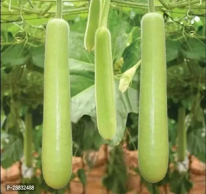 Baishnab Gourd seed 75ps mc g Bottle Gourd F1 Hybrid Vegetable Seeds75PIECE-thumb0