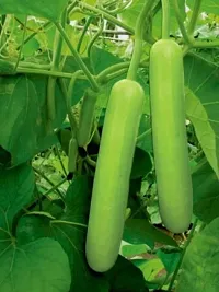 Baishnab Lau Seeds 200psSPS 02 Hybrid Bottlegourd  F1 Seeds200PIECE-thumb1