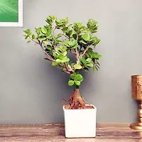 Baishnab Ficus Plant FA9968607pl-thumb1